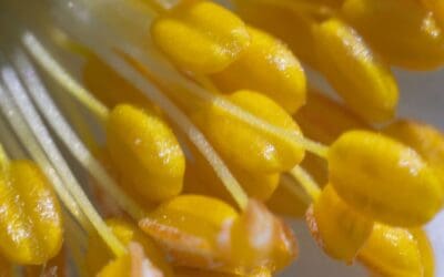 Phytoandrogens in Pine Pollen: Emerging Evidence for Anabolic and Hormone Health