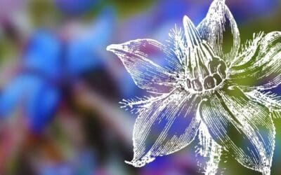 Borage (Borago officinalis): Botanical Ally for Courage, Self-Expression, and the Restoration of Self-Love