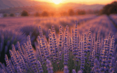 Lavender Essential Oil and Anxiety Management: A Case Study
