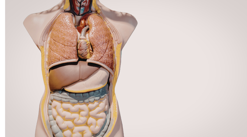 East Meets West: A Springtime Approach to Liver Detoxification