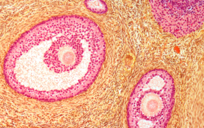 Sequencing in Multi-Mycotoxin Illness: A Case Report on Binding Capacity, Immune Modulation, Membrane Support, and Glutathione Therapy