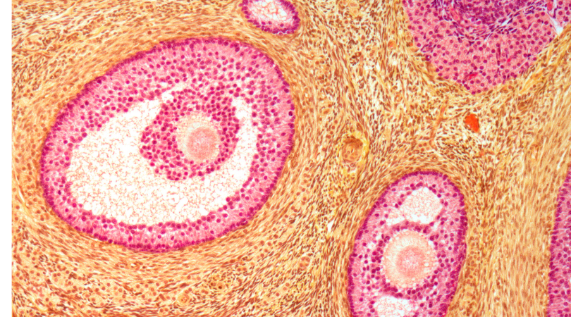 Sequencing in Multi-Mycotoxin Illness: A Case Report on Binding Capacity, Immune Modulation, Membrane Support, and Glutathione Therapy