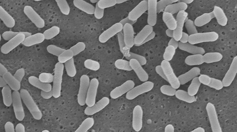Estrogen Metabolism and the Gut Microbiome: Clinical Strategies for Hormone Detoxification