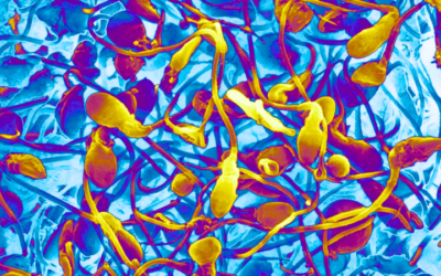 The Silent Male Infertility Epidemic: How Men Can Protect & Restore Their Fertility