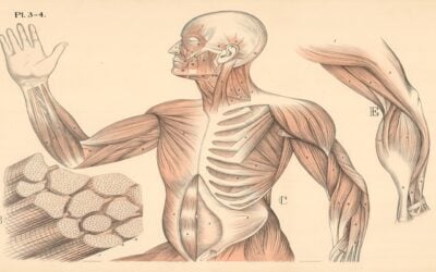 Low Testosterone and Cardiovascular Disease: Risk Marker, Mediator, or Both?