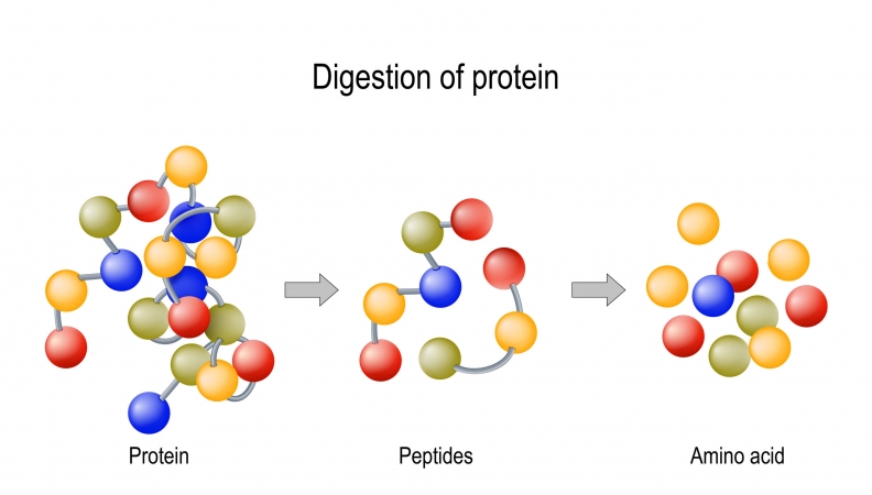 Protein Sensor Found to Regulate Sugar to Fat Conversion – Naturopathic ...